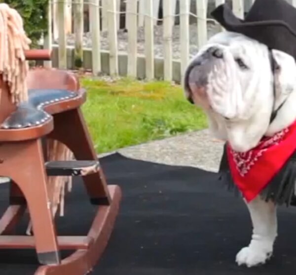 Bulldog on Rocking Horse