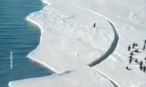 Dramatic Moment Penguin Almost Gets Separated From Flock as Antarctic Ice Breaks