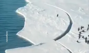 Dramatic Moment Penguin Almost Gets Separated From Flock as Antarctic Ice Breaks