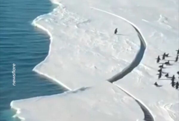 Dramatic Moment Penguin Almost Gets Separated From Flock as Antarctic Ice Breaks