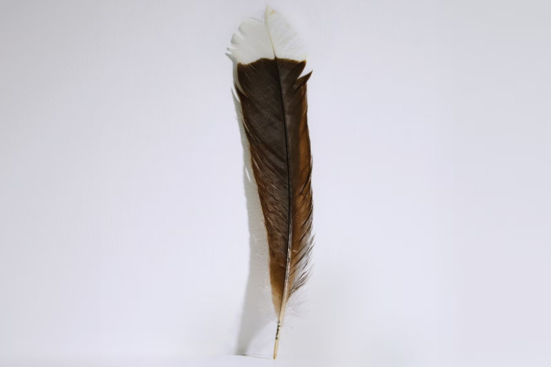 Rare Feather Tickles a Collector's Fancy, Selling for Record $46,500 - Vimarsana News