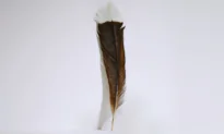 Rare Feather Tickles a Collector’s Fancy: Sells for World Record $46,500