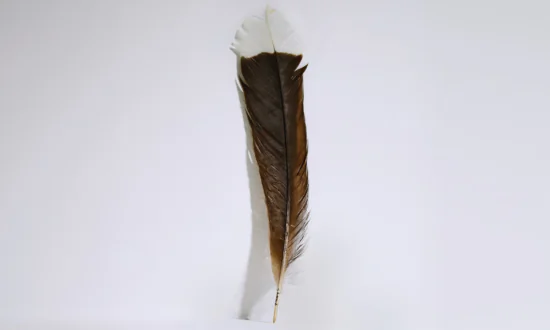 Rare Feather Tickles a Collector’s Fancy: Sells for World Record $46,500