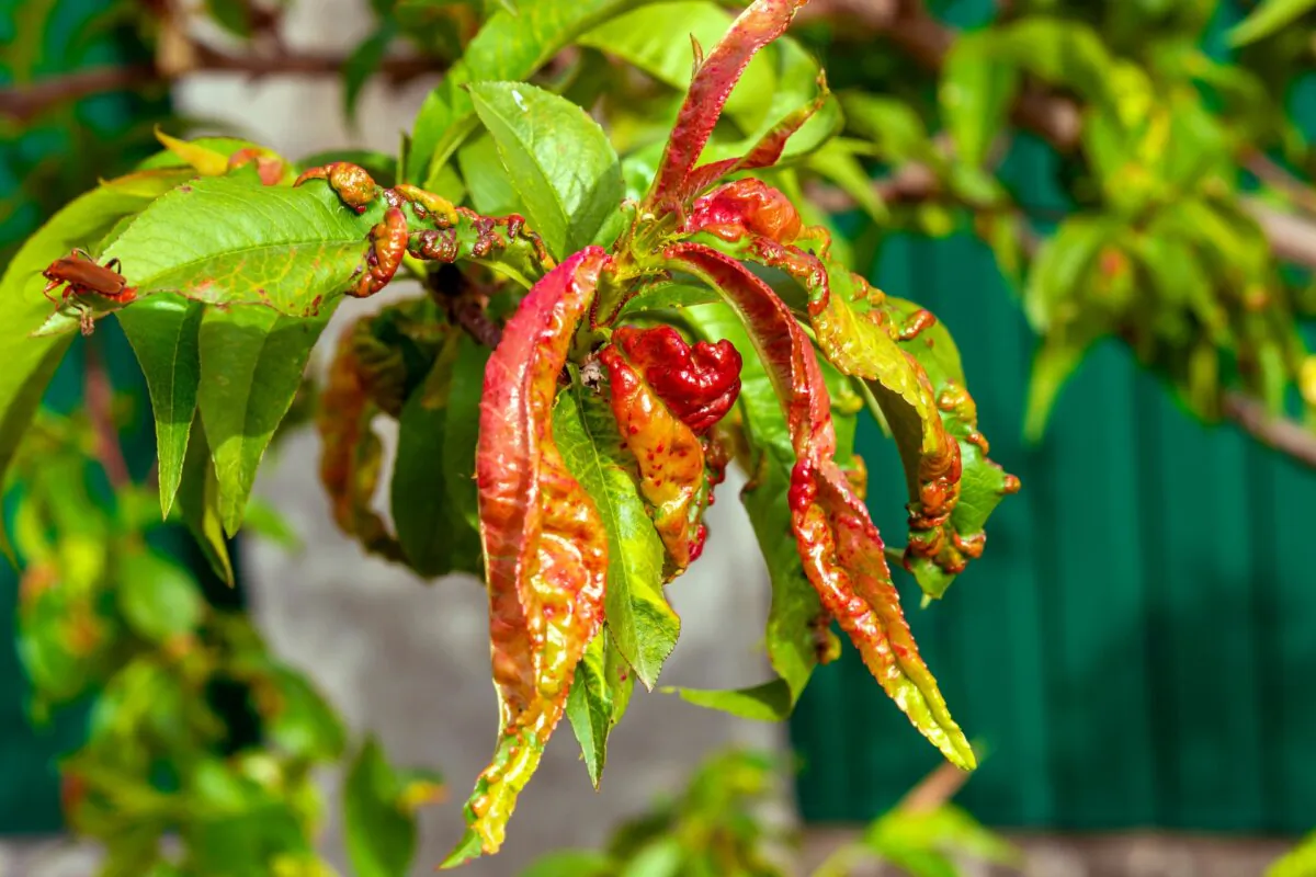 Fungicide sprays are effective for treating peach leaf curl only during the fall, winter and very early spring before the new leaves begin growing. (LS92/Shutterstock)