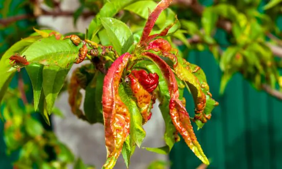 Peach Leaf Curl and Corn Block Planting