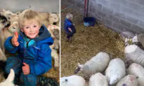 3-Year-Old ‘Shepherd’ Sees Newborn Twin Lambs in the Shed—What He Does Next Goes Viral: VIDEO