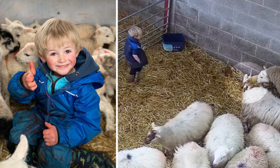 3-Year-Old 'Shepherd' Sees Newborn Twin Lambs in the Shed—What He Does Next Goes Viral: VIDEO