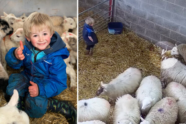 3-Year-Old ‘Shepherd’ Sees Newborn Twin Lambs in the Shed—What He Does Next Goes Viral: VIDEO