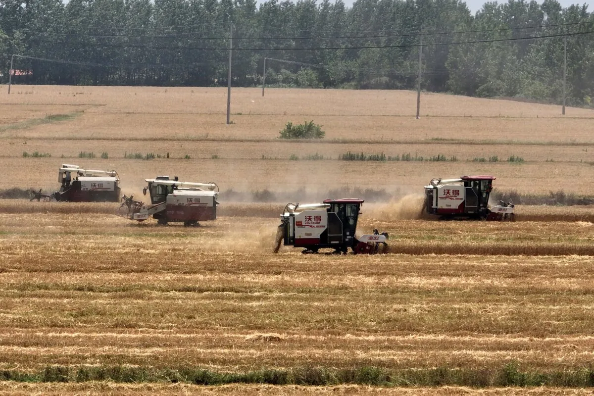 Farmers harvesting wheat in a field in Huaian, in China's eastern Jiangsu province on June 2, 2023. (STR/AFP via Getty Images)