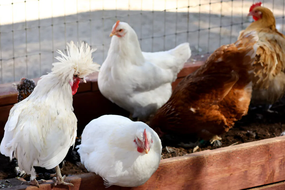 Chickens on a farm in California in a file image. (Mario Tama/Getty Images)