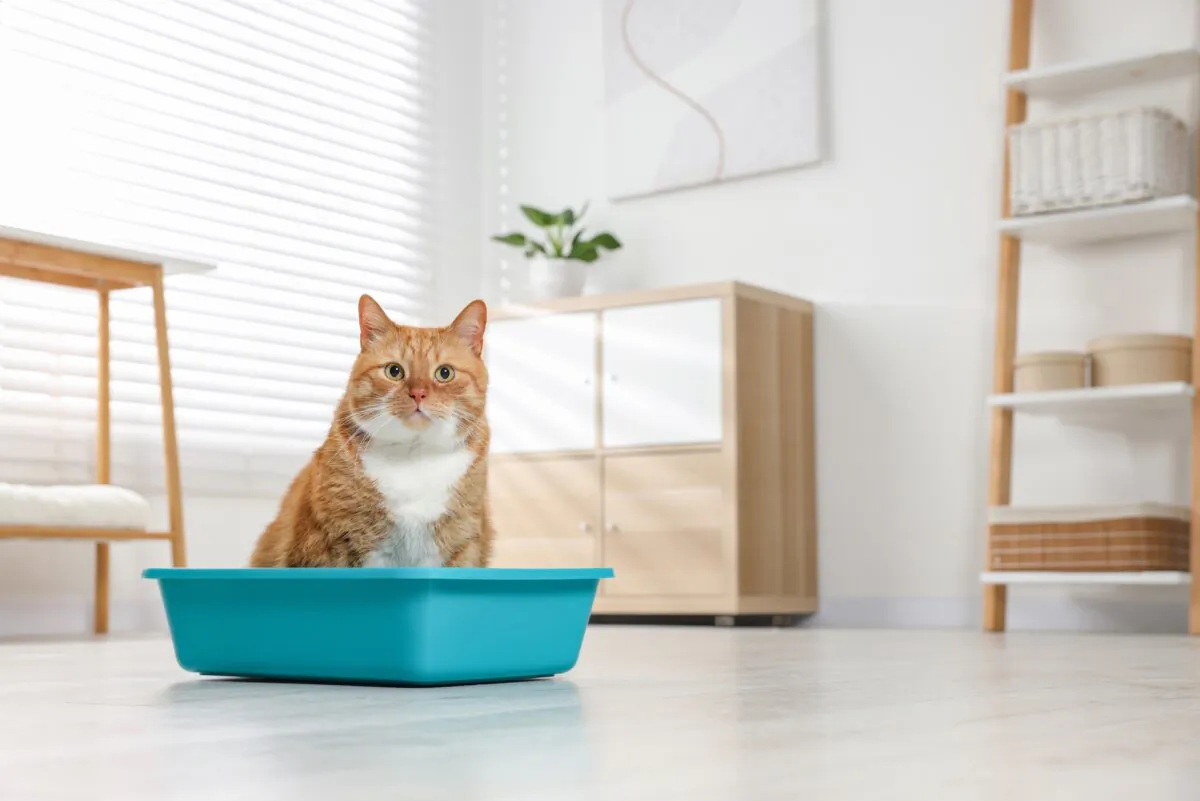 Cats with diabetes drink more water and urinate more, too. Your pet might also eat more but lose weight. (New Africa/Shutterstock)