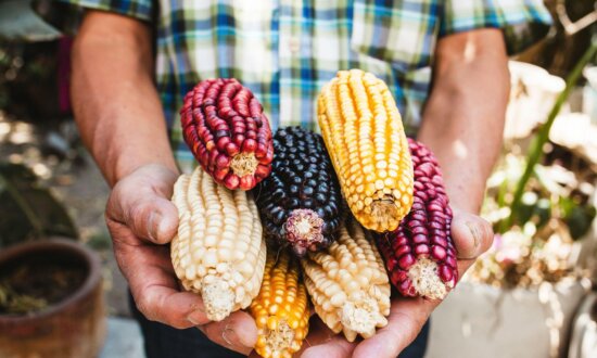 Is GMO Corn Safe to Eat? Understanding the US–Mexico Corn Trade Dispute