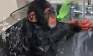 Baby Chimpanzee Takes a Shower Using a Sink Faucet