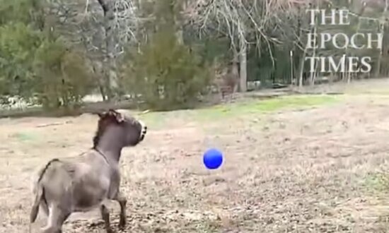 Donkey Delighted About New Ball