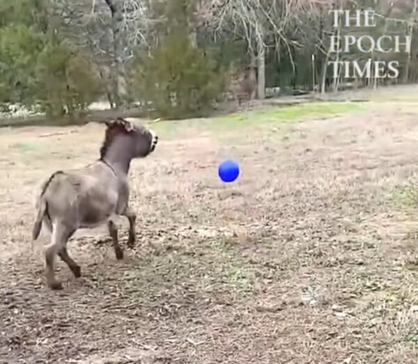 Donkey Delighted About New Ball