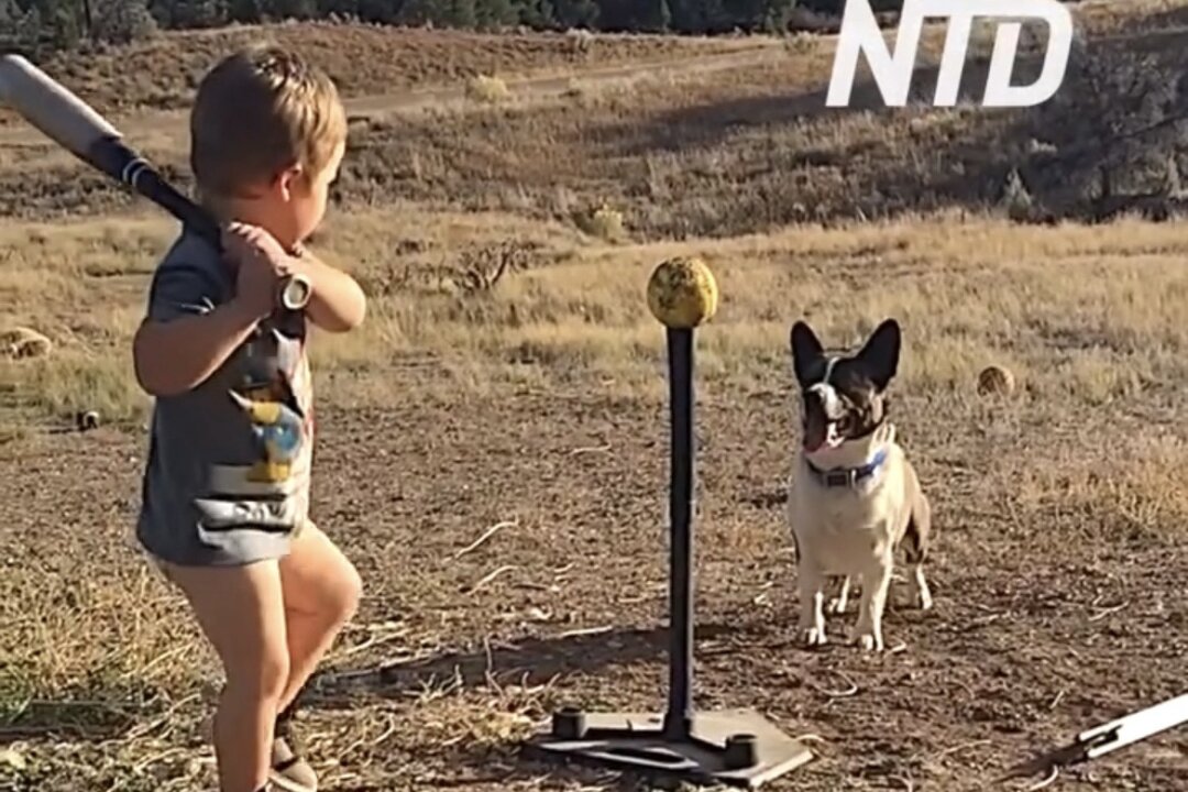 Toddler Hits Ball With Bat and Dog Catches It