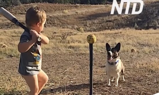 Toddler Hits Ball With Bat and Dog Catches It
