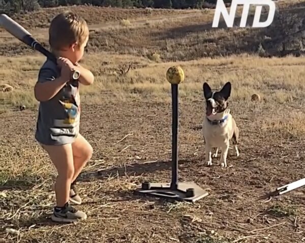 Toddler Hits Ball With Bat and Dog Catches It