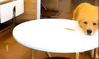 Dog Cleverly Overcomes Owner’s Test