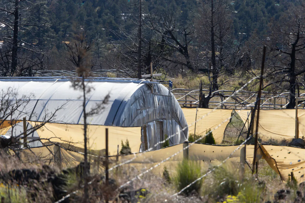An illegal marijuana farm outside Montague, Calif., north of Shasta-Trinity National Forest, on May 7, 2024. (John Fredricks/The Epoch Times)