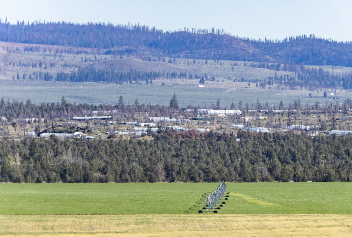 Hundreds of illegal marijuana farms operate outside Montague, Calif., on May 7, 2024. (John Fredricks/The Epoch Times)