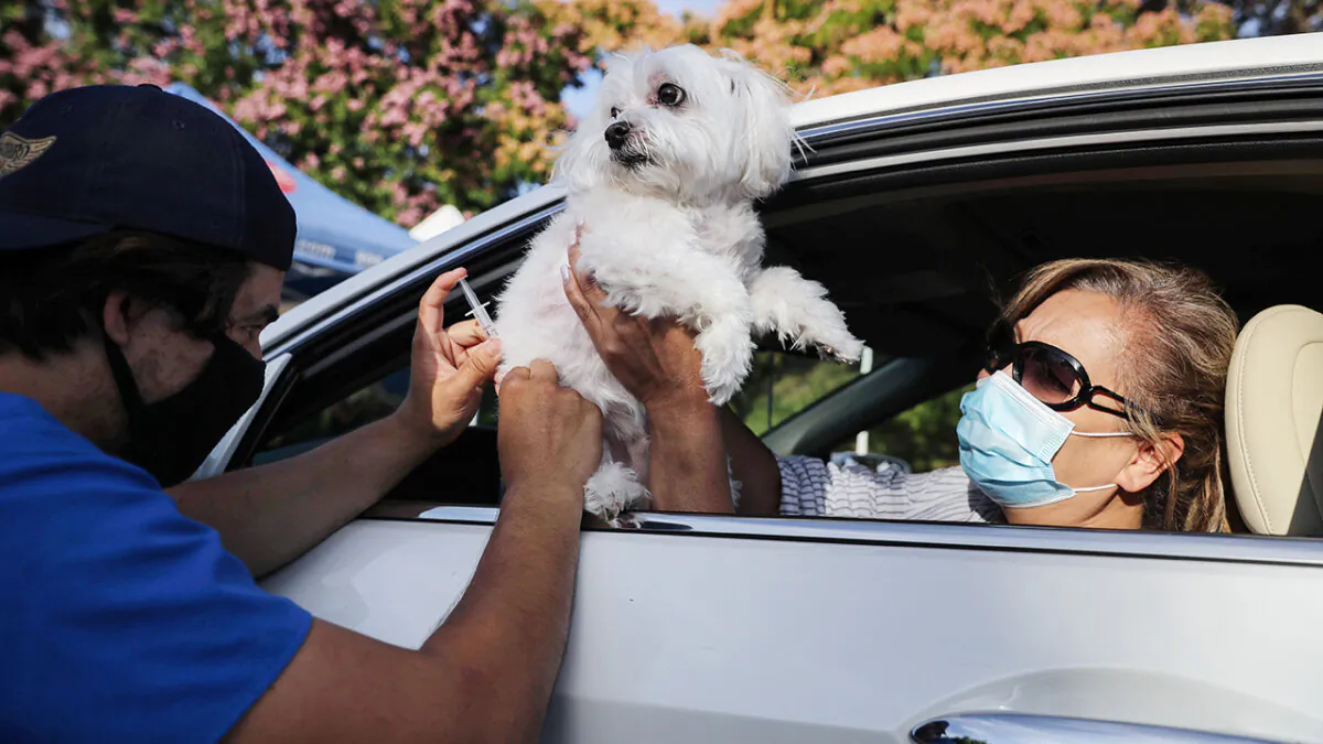 A veterinary technician vaccinates a dog at a drive-through pet vaccine clinic at Mission Viejo Animal Services Center amid the COVID-19 in Mission Viejo, Calif., on June 23, 2020. (Mario Tama/Getty Images)