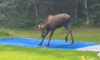 Moose Plays on Slip ‘N Slide