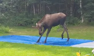 Moose Plays on Slip ‘N Slide