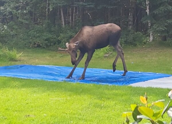 Moose Plays on Slip 'N Slide