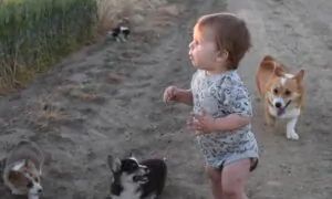 Baby Boy Loves Corgi Puppies