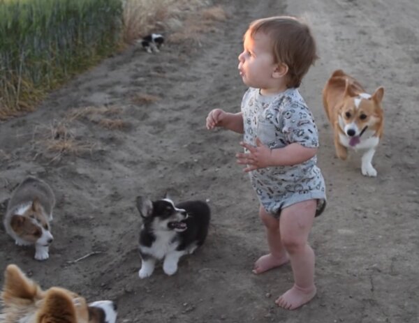 Baby Boy Loves Corgi Puppies