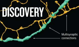 Scientists Make the Most Detailed Map of the Human Brain