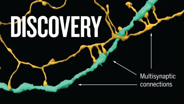 Scientists Make the Most Detailed Map of the Human Brain