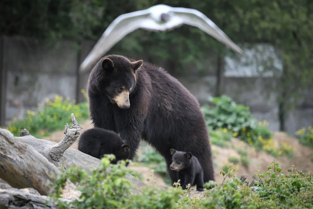 A female Baribal American black bear and her newborn cubs in Port-Saint-Pere, near Nantes, western France, on May 3, 2019. (Loic Venance/AFP via Getty Images)