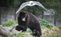 CDC: Family Contracts ‘Brain Worms’ After Eating Black Bear Meat
