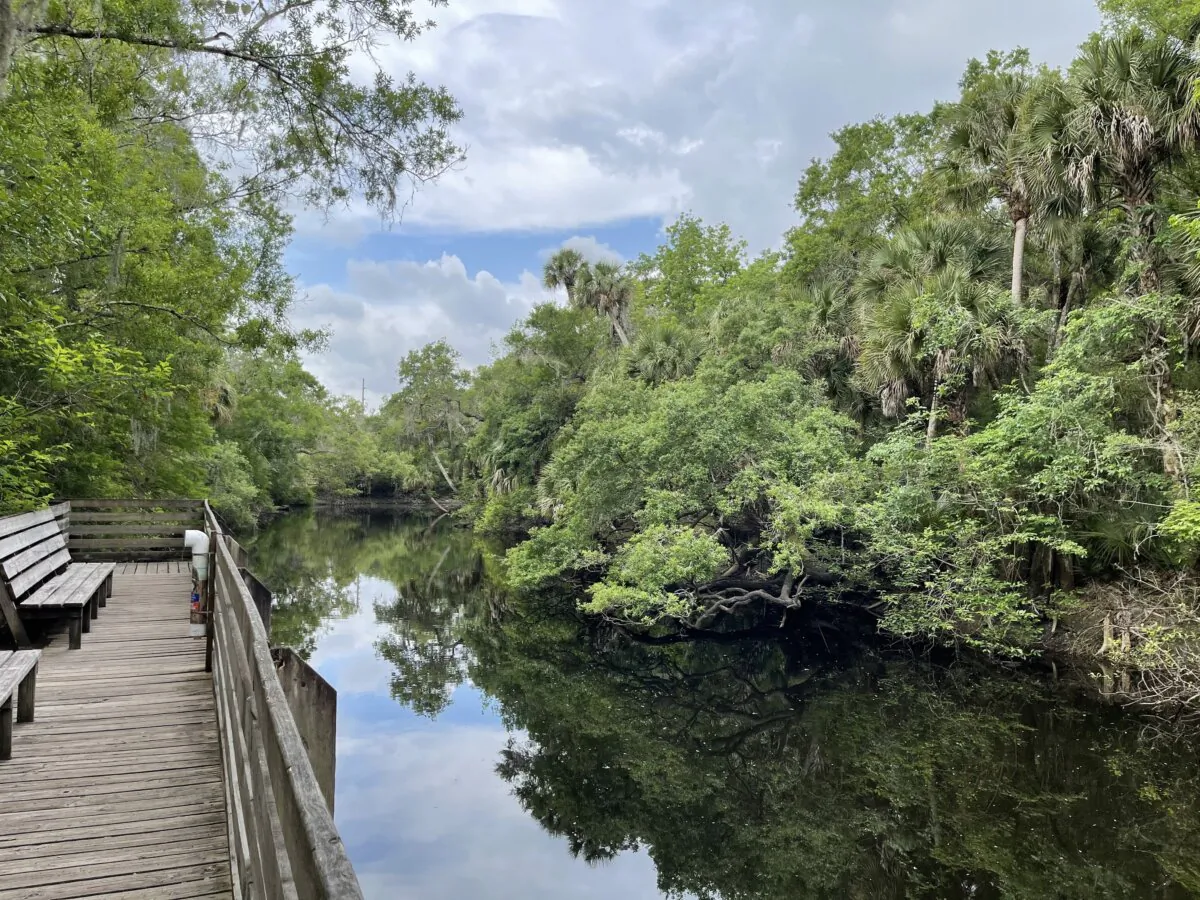 The Morris Bridge Conservation Park features multiple trails including a 0.3-mile boardwalk and 14.4-mile unpaved loop in Thonotosassa, Florida. (Mari Faiello/Tampa Bay Times/TNS)
