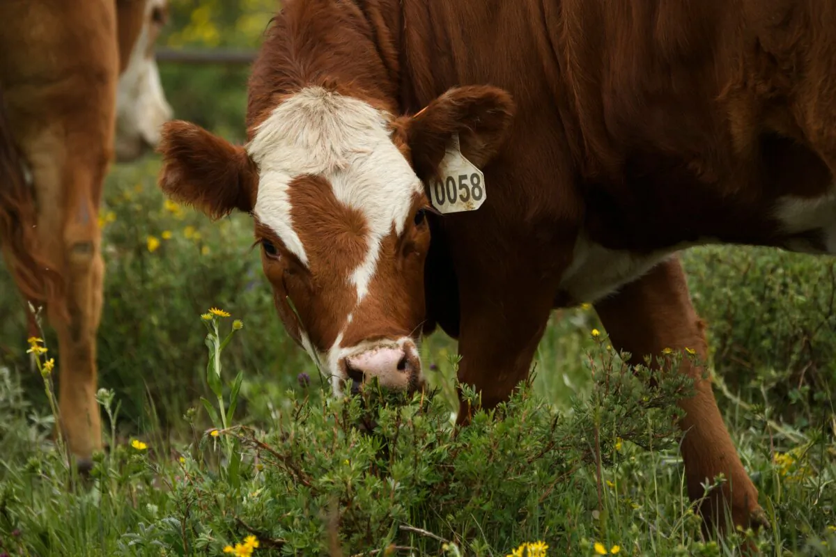 Cattle eat in a grazing area on a mesa where grasses would normally be waist high but are instead much shorter following a lower snowpack and lack of rain during the historic western Colorado drought in Mesa County near Whitewater, Colo., on June 30, 2021. (Patrick T. Fallon/AFP via Getty Images)