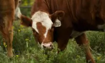 Lightning Strike Kills Colorado Rancher and 34 Head of Cattle