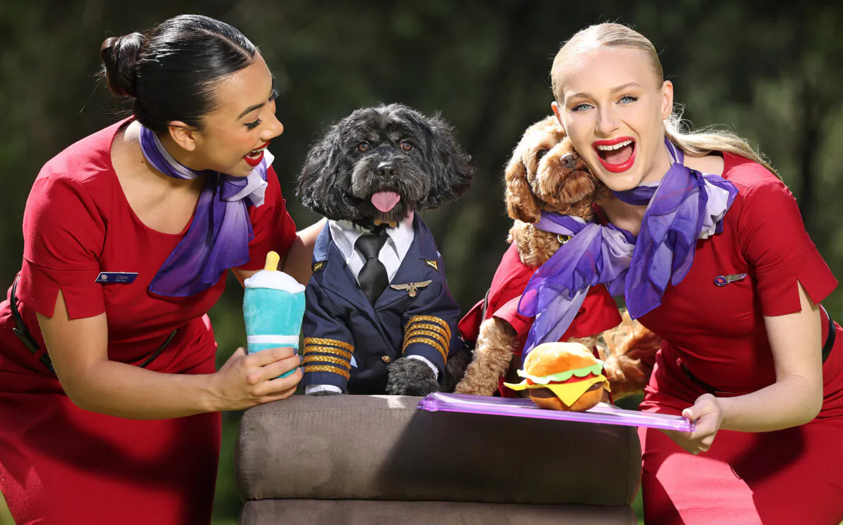 Virgin Australia Pets on board. Picture: courtesy Virgina Australia by Alex Coppel