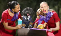 The Lap of Luxury: How to Travel 5 Star With Your Dog