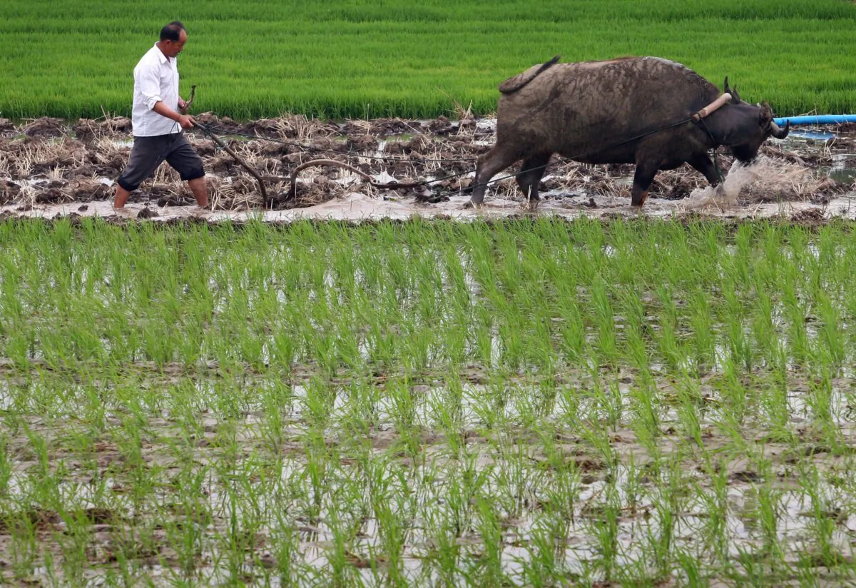 A farmer ploughs among rice seedlings in a field at the Xiahe Village in the outskirts of Nanjing of Jiangsu Province, China, on June 12, 2007. (China Photos/Getty Images)