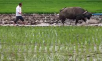 Purge of Agriculture Officials Highlights CCP’s Concerns About Food Security: Analyst