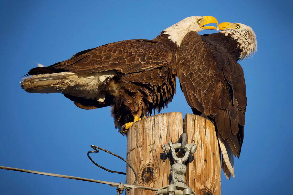 A pair of bald eagle parents in Scottsdale, Arizona. (SWNS)