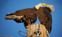 Arizona Bird Photographer Captures Moment Bald Eagles Share ‘Romantic Kiss’—Here Are the Photos