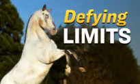 Disabled Horse Sets 3 World Records With the Help of an Owner Who Never Gave Up
