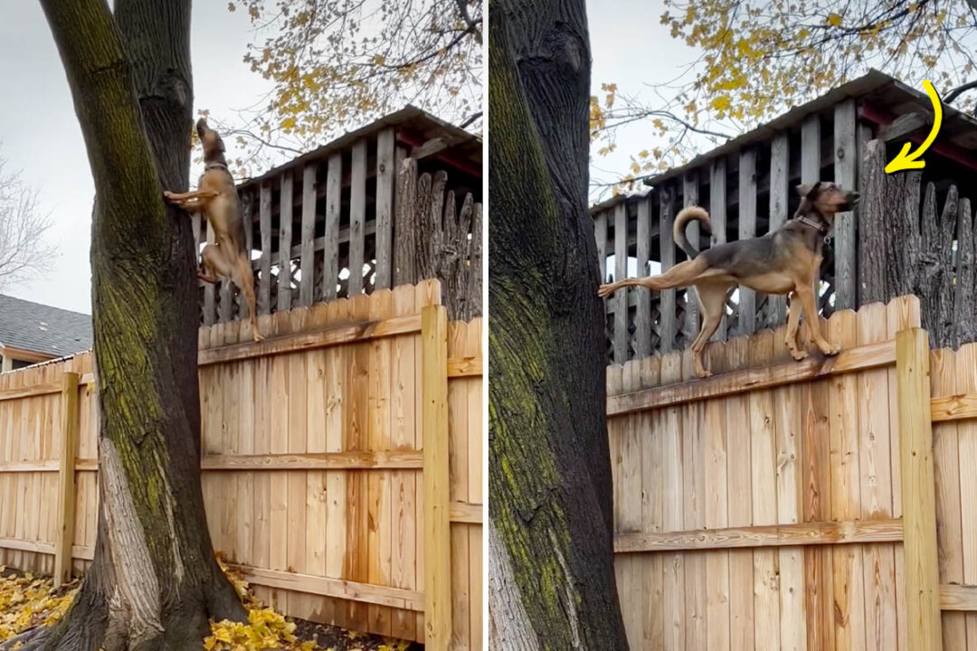 ‘Nosey,’ Playful Dog Rescued From Kill Shelter Loves Climbing up Trees in Funny Poses: VIDEO