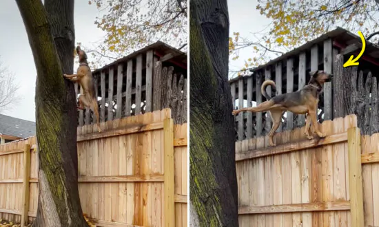 ‘Nosey,’ Playful Dog Rescued From Kill Shelter Loves Climbing up Trees in Funny Poses: VIDEO
