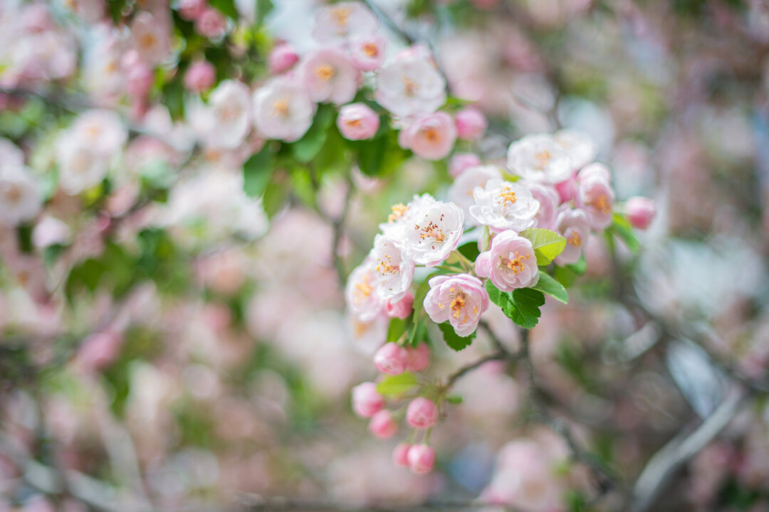 Apple Blossom Festival 2024 Nova Scotia Natka Alexandrina