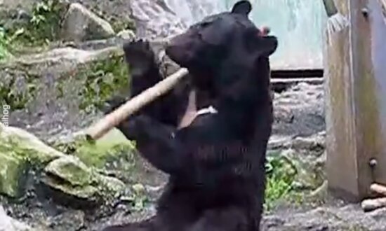 Kung Fu Bear Shows His Skills