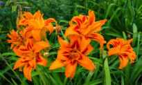Daylily Fungus and Roseslugs